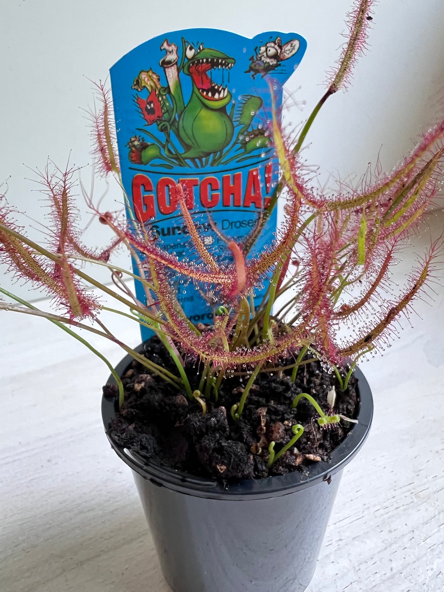 Drosera (Sundew) ‘Binata’ - Australian Native