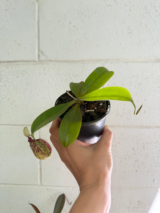 Nepenthes 'hookeriana' (Pitcher Plant 'hookeriana'), 100mm