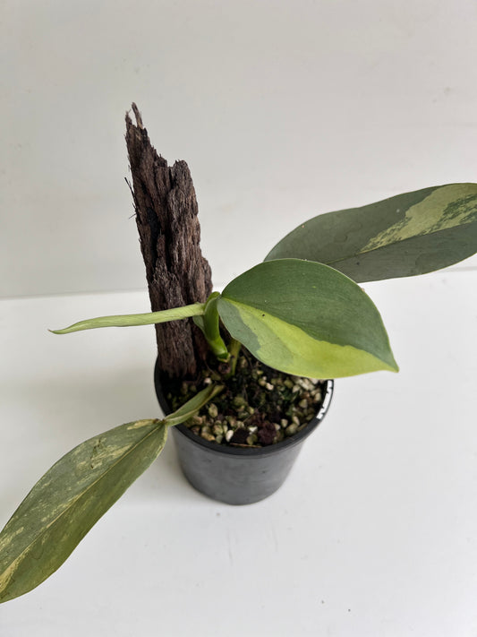 Philodendron Silver sword, variegated