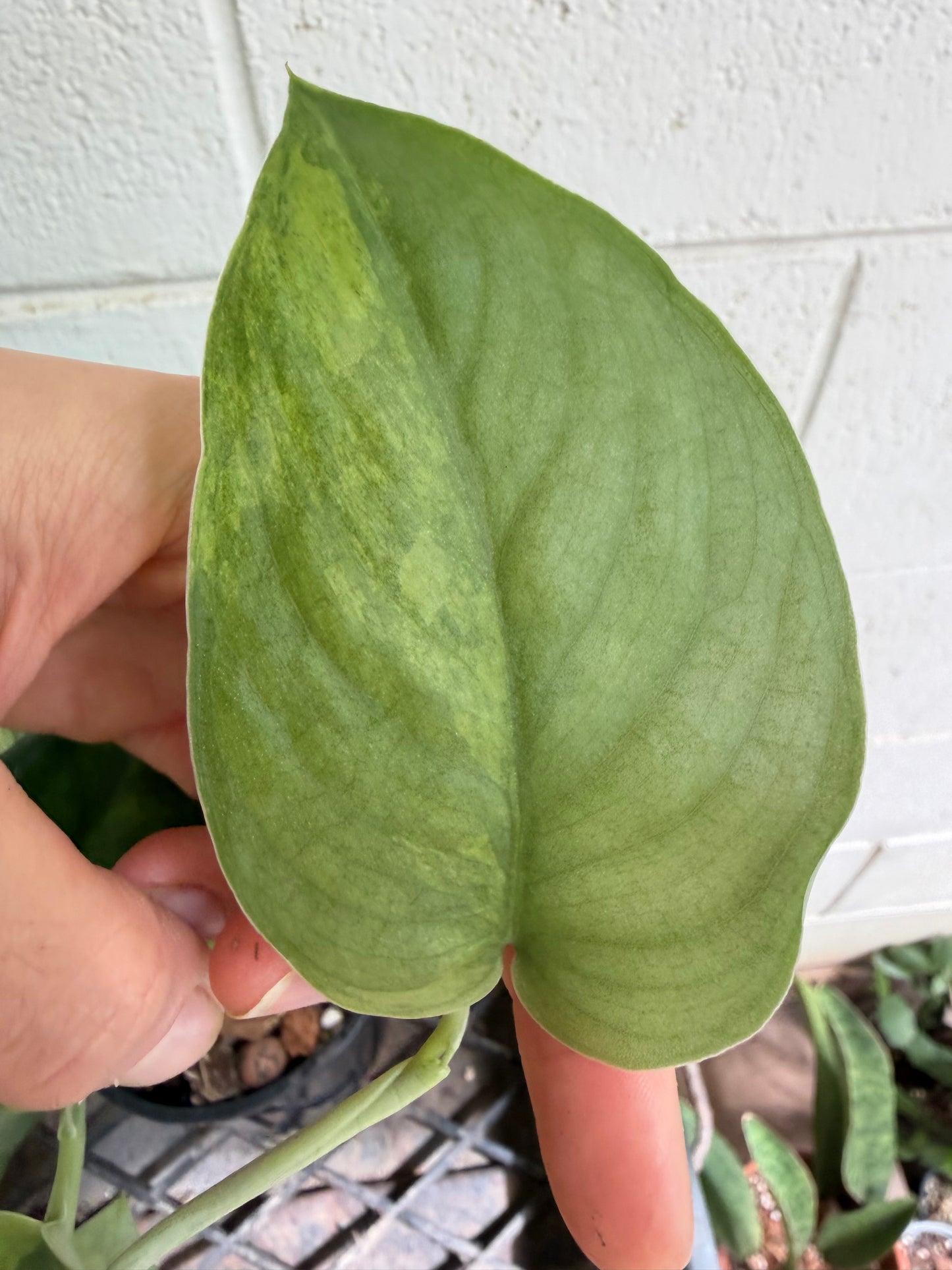 Scindapsus Jade Aurea