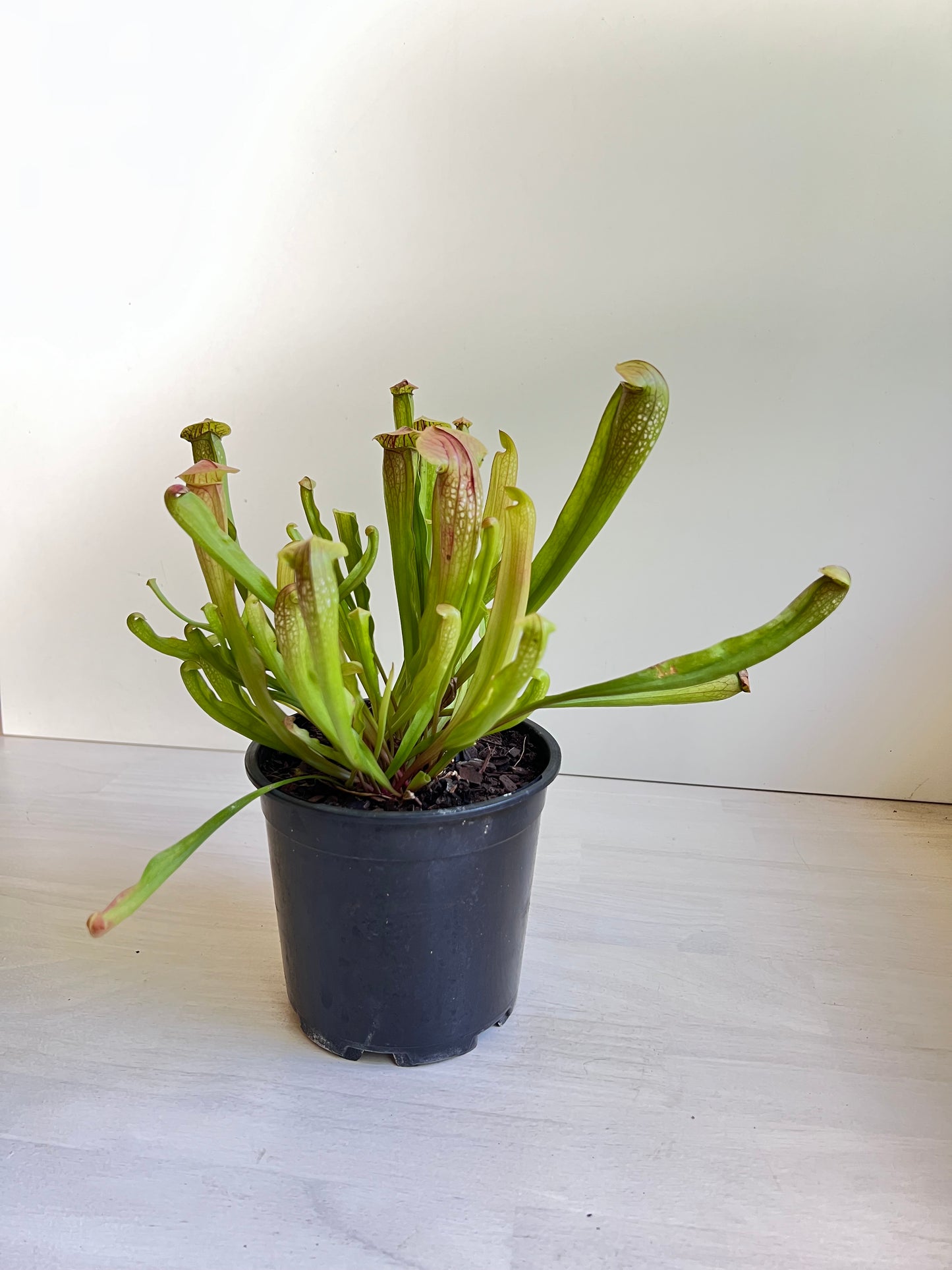 Sarracenia species, tall form