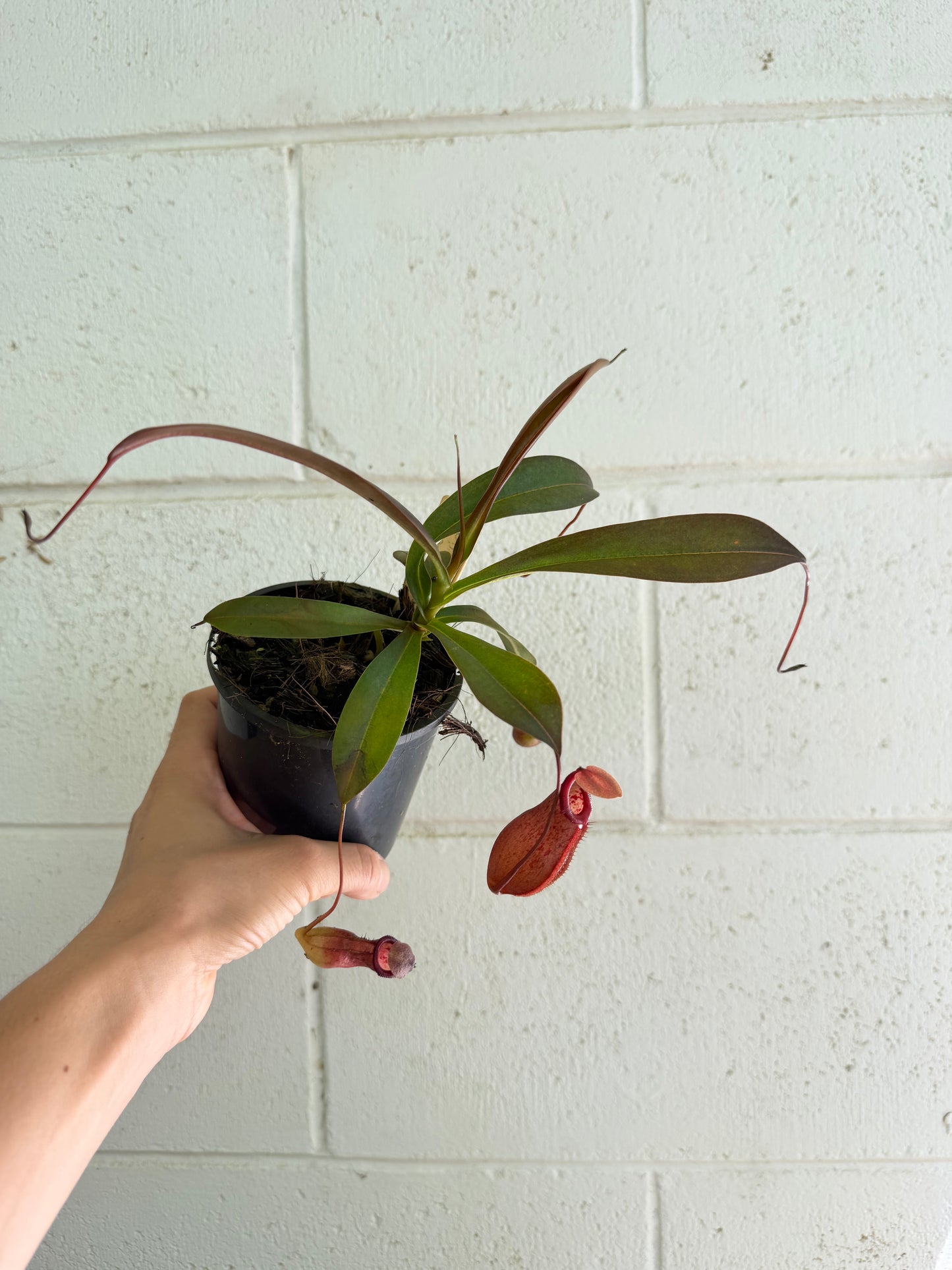 Nepenthes Ventricosa x Ovata