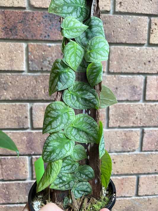 Monstera Dubia