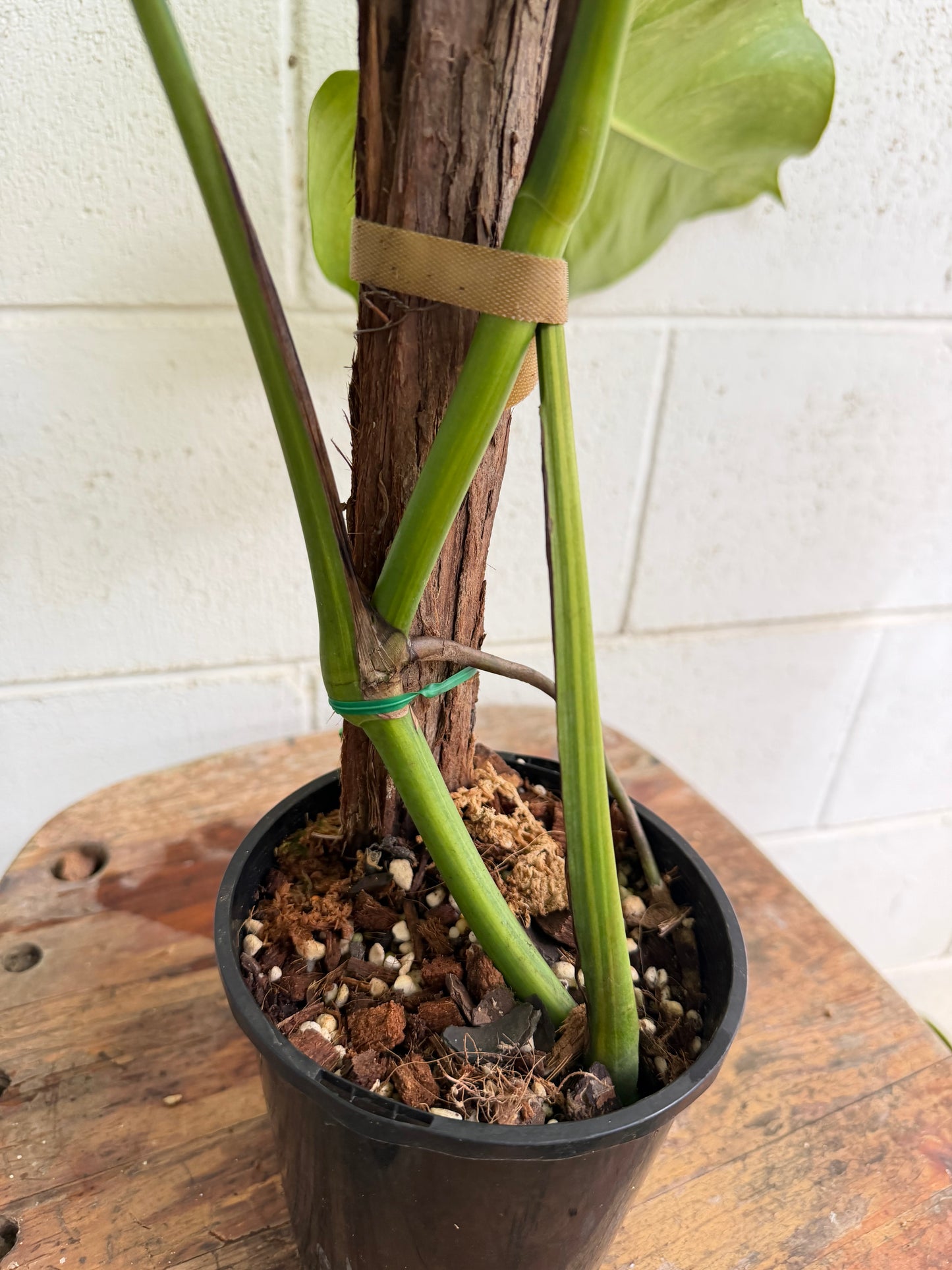 Monstera Borsigiana Aurea Variegated