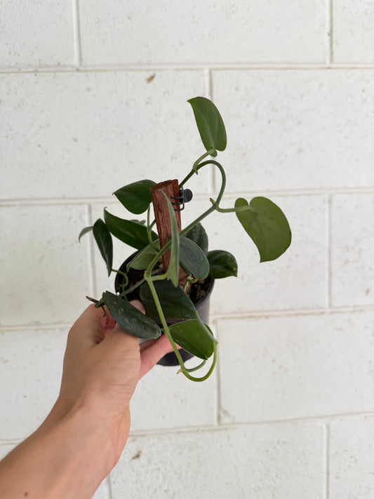 Scindapsus Black Mamba