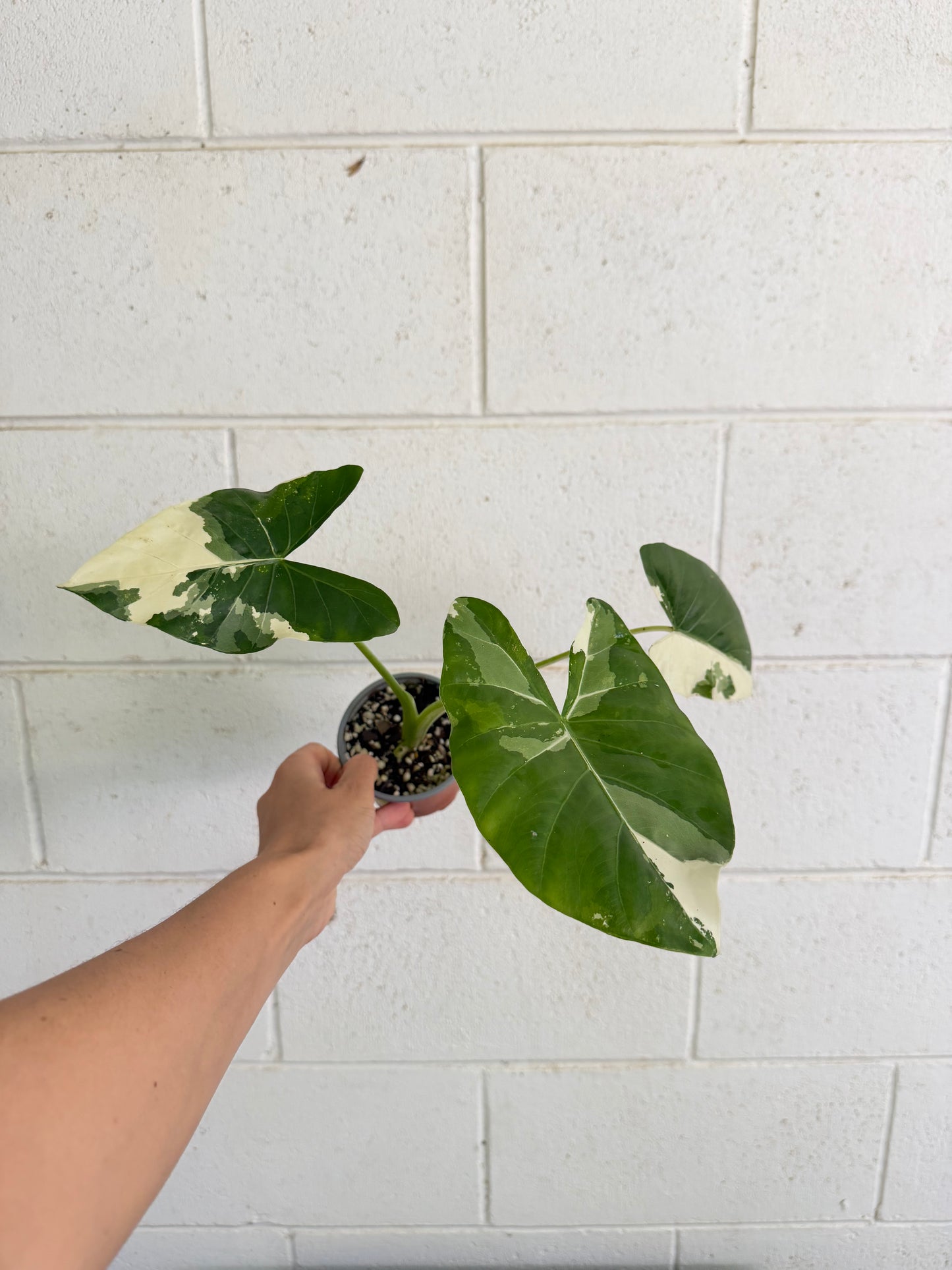 Alocasia macrorrhizos 'Variegata' Giant Elephant Ear