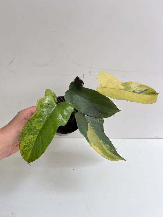 Philodendron Bipennifolium Variegated