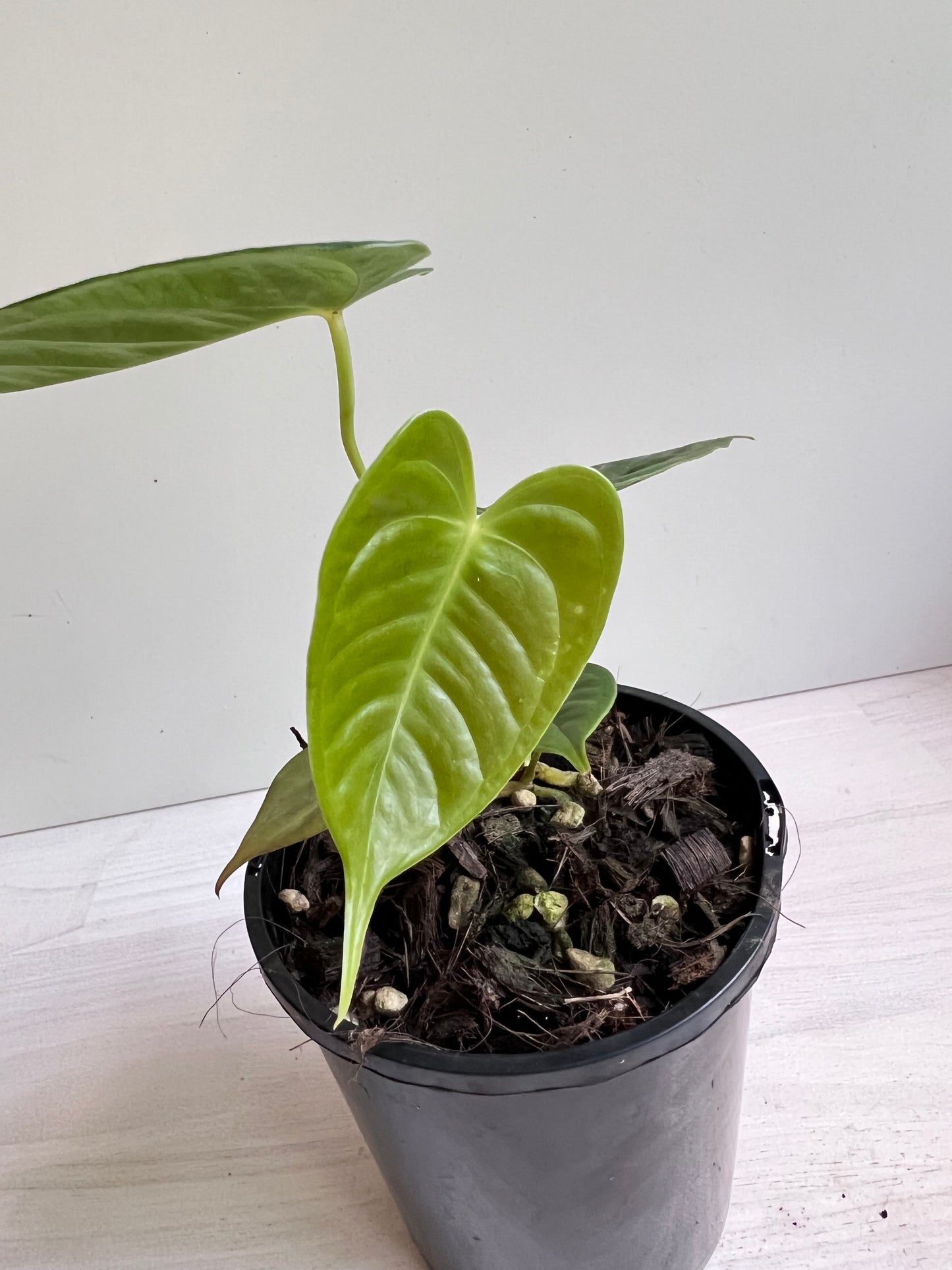 Anthurium Veitchii x Adreanum (white flower)