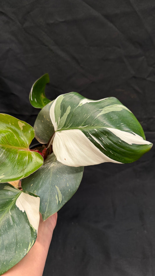 Philodendron Spartacus