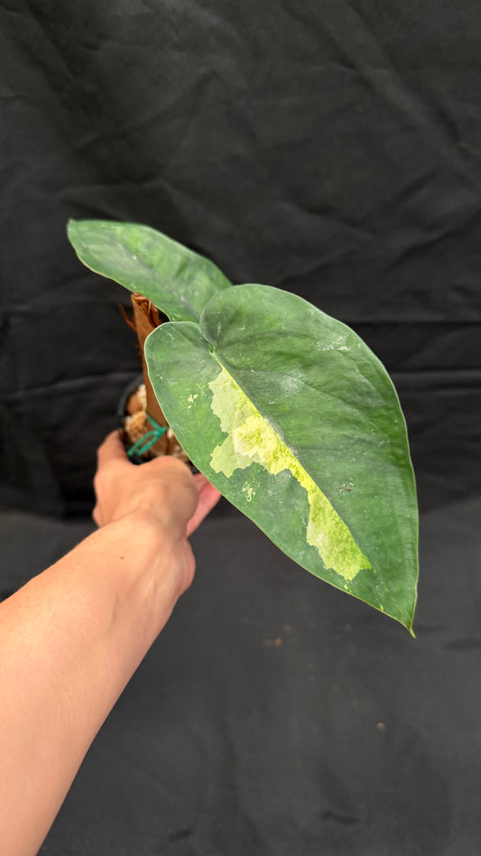 Syngonium Chiapense variegated