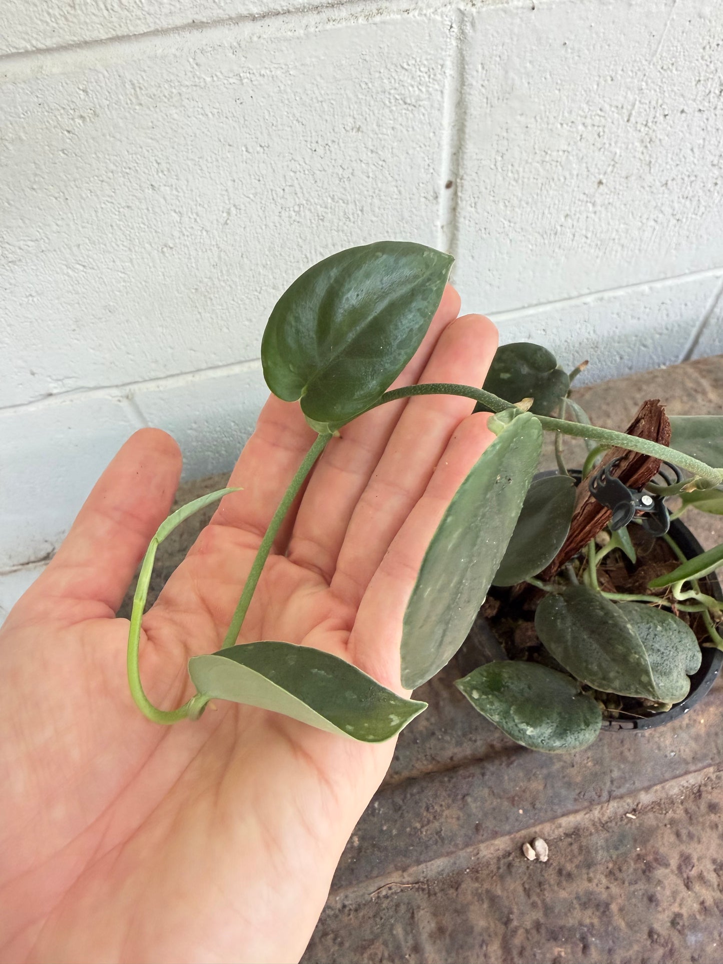 Scindapsus Black Mamba