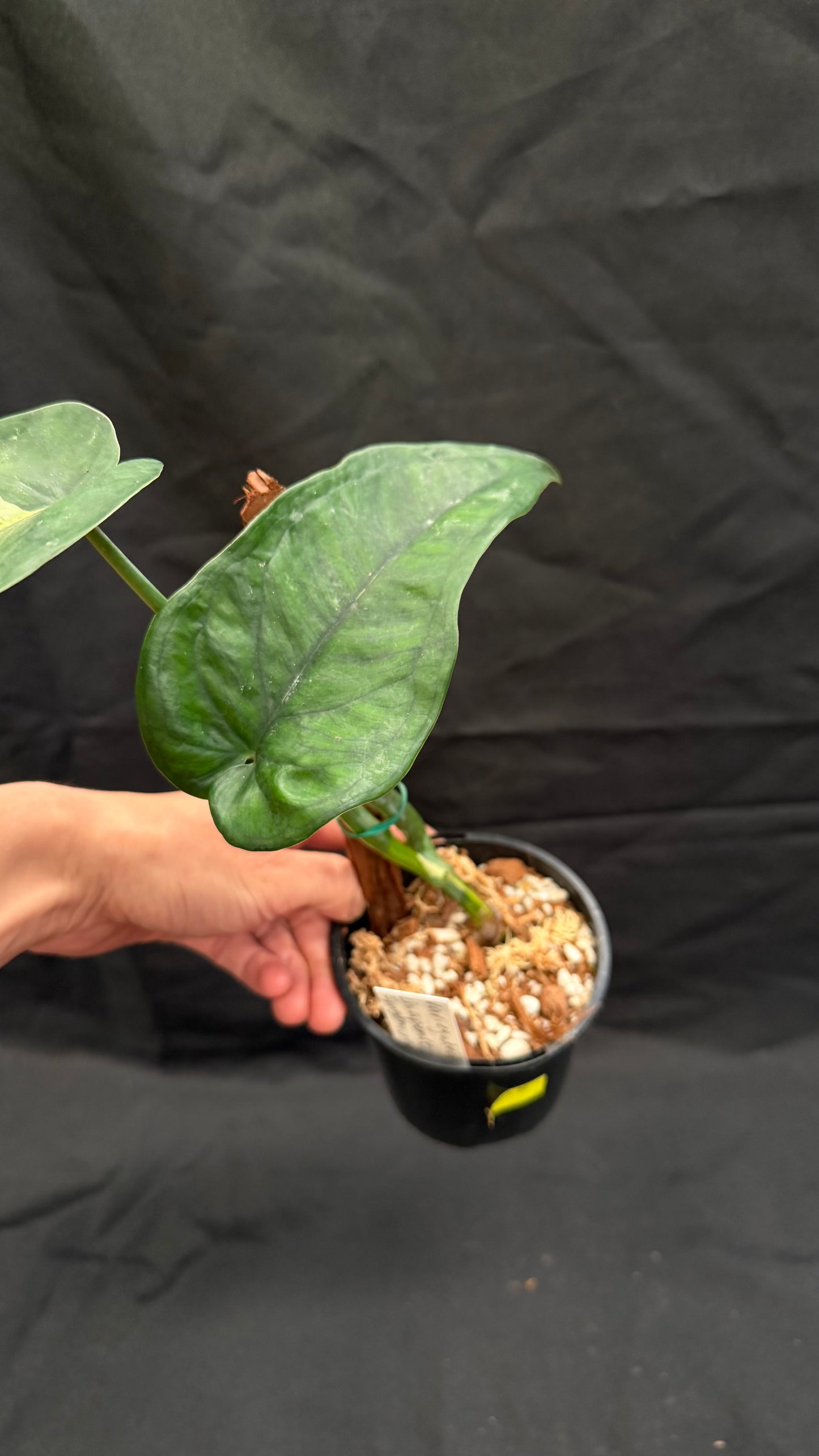 Syngonium Chiapense variegated