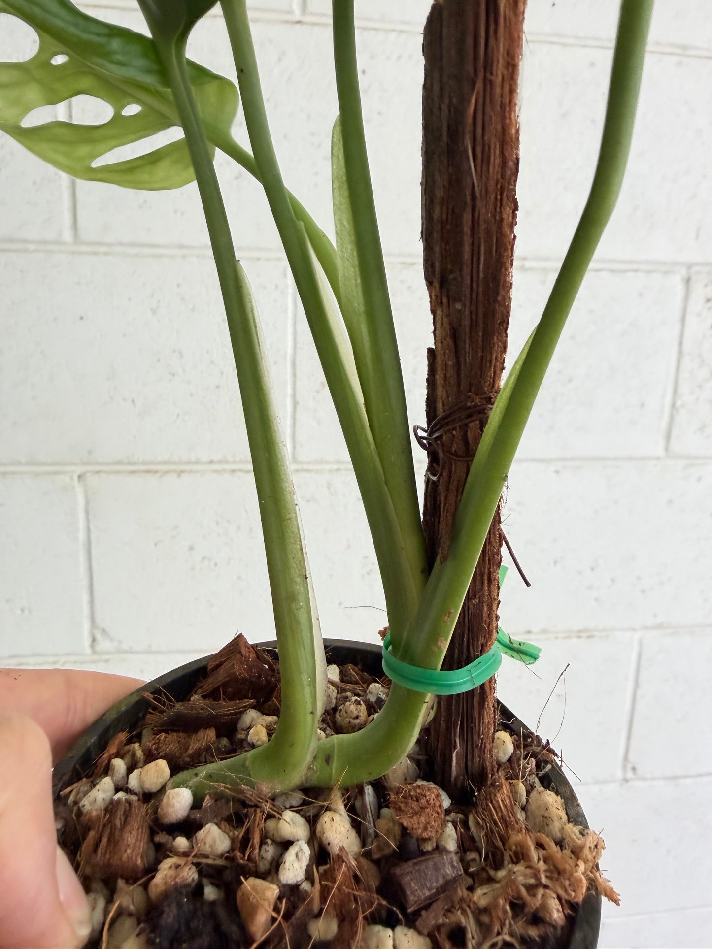 Monstera Adansonii variegated  - Indoor Plants & Rare Houseplant gifts Australia