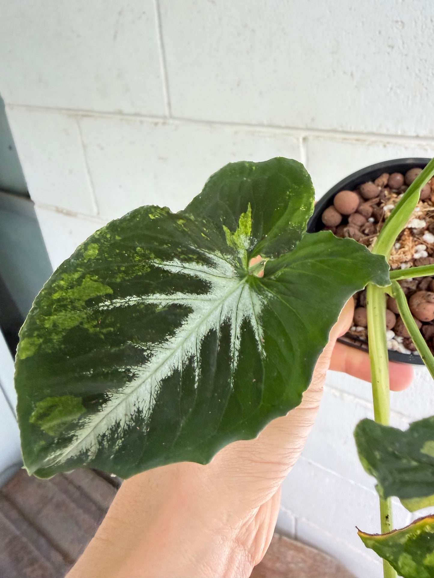 Syngonium Scrambled Eggs