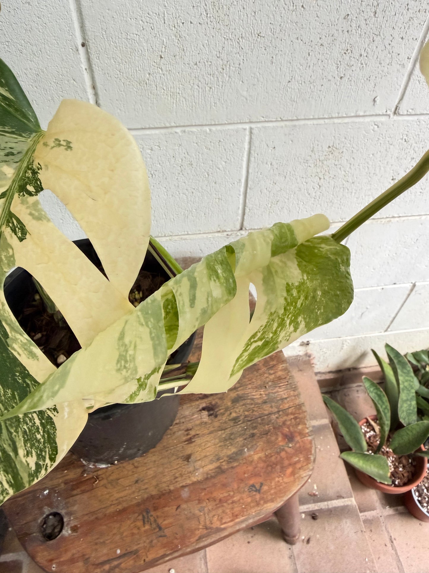 Monstera Borsigiana Variegated - Small-Medium & highly variegated