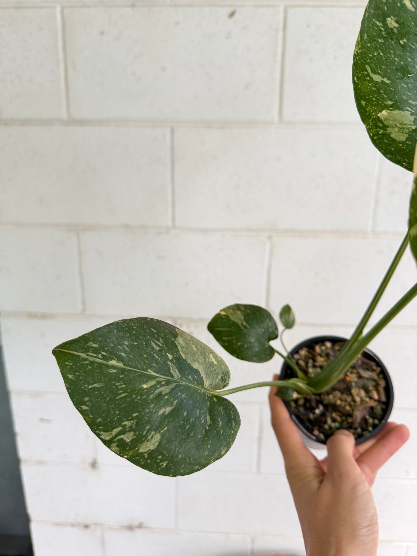 Monstera Thai Constellation