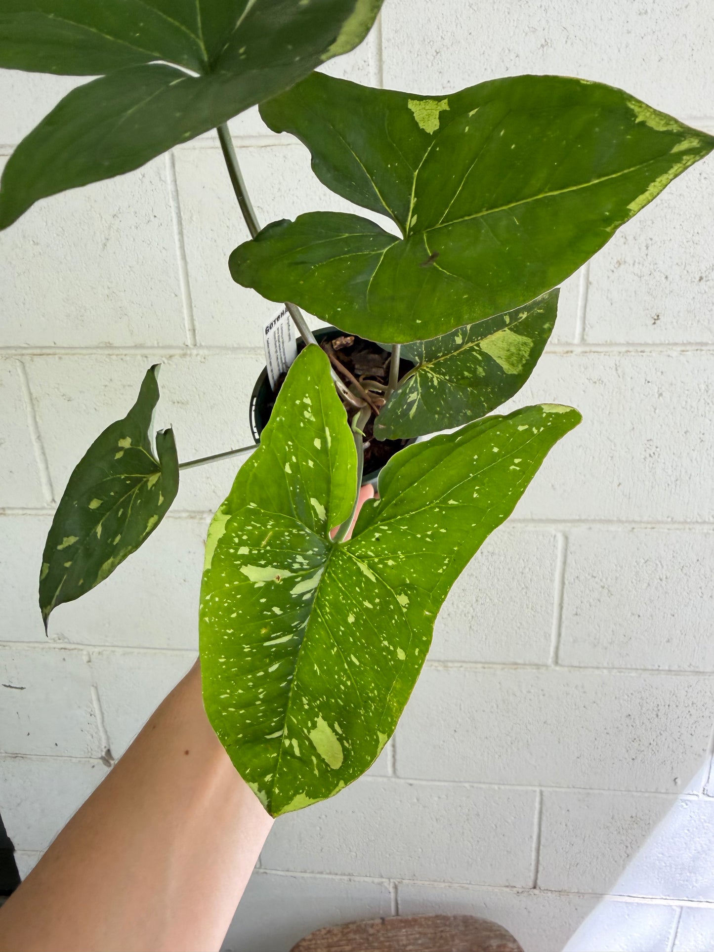 Syngonium Panda highly variegated. Houseplant & Indoor Plant Gifts Australia