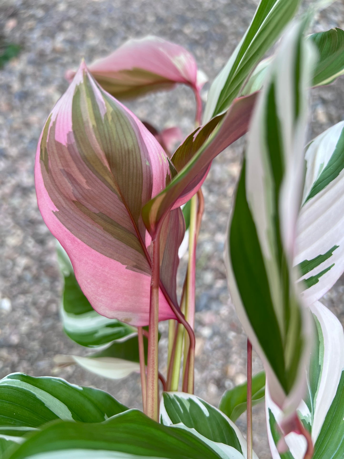 Maranta Watercolour