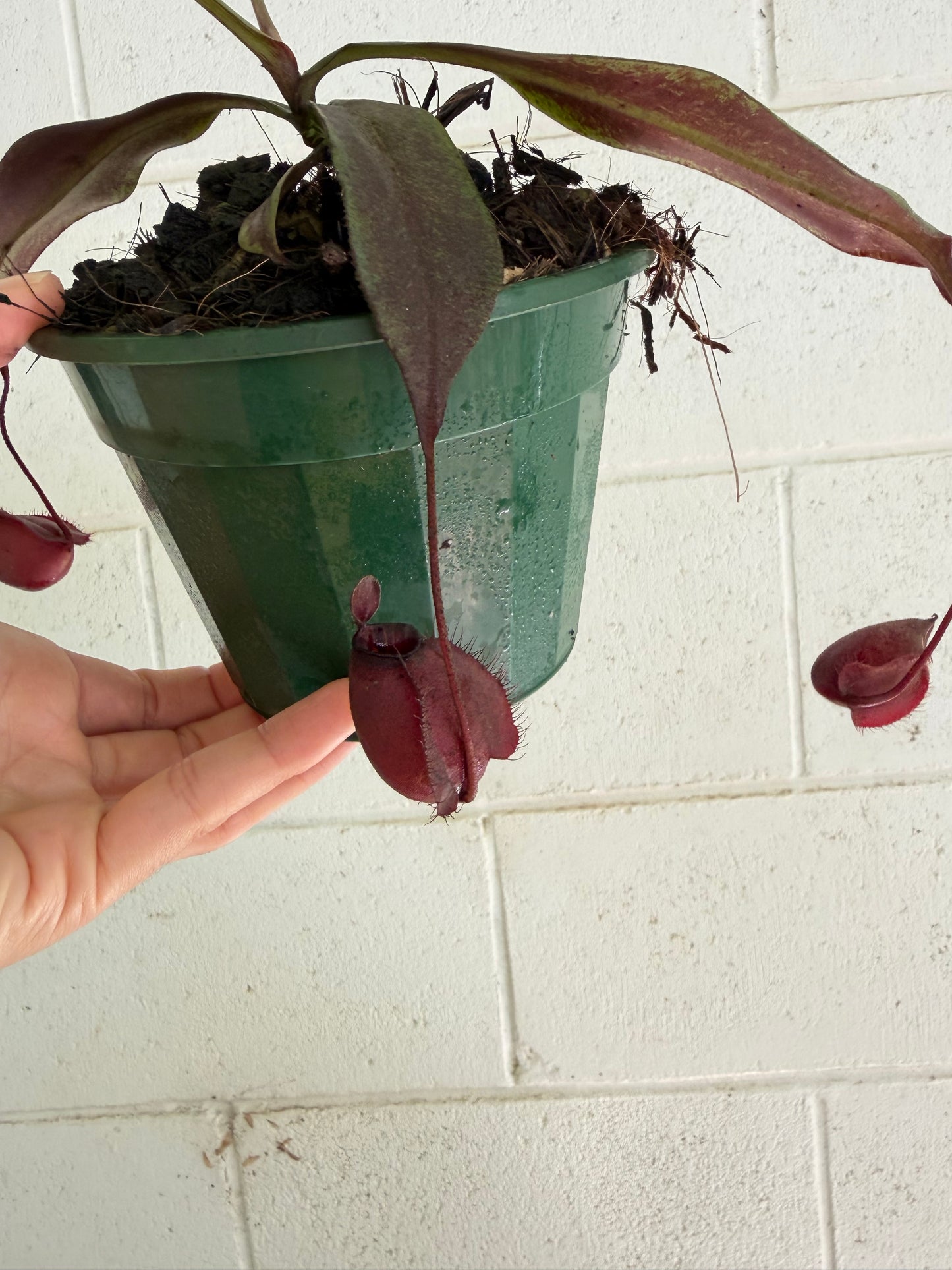 Nepenthes Ampullaria x Viking