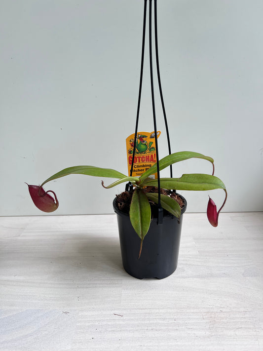 Nepenthes Bloody Mary 100mm