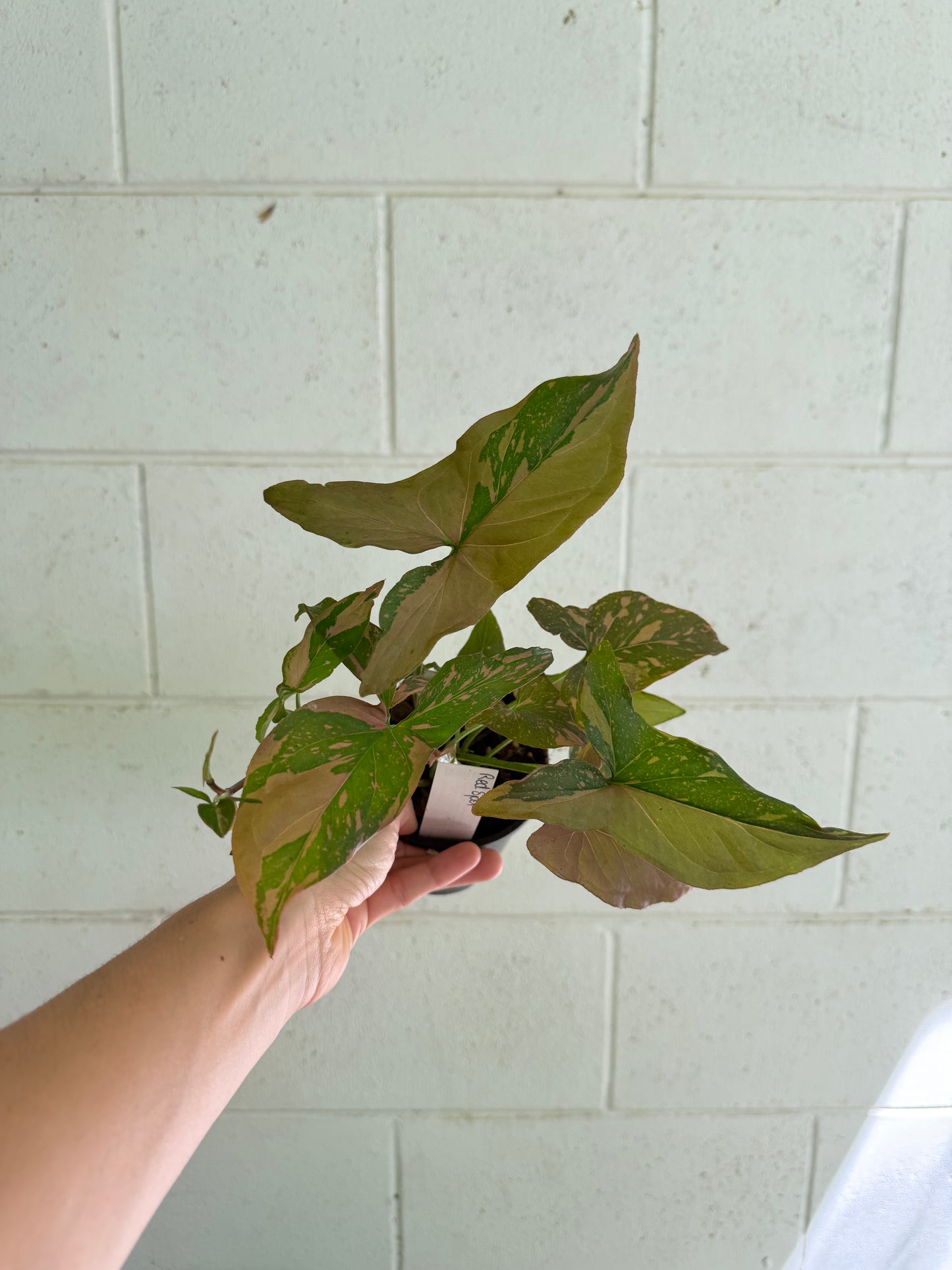 Syngonium Red Spot