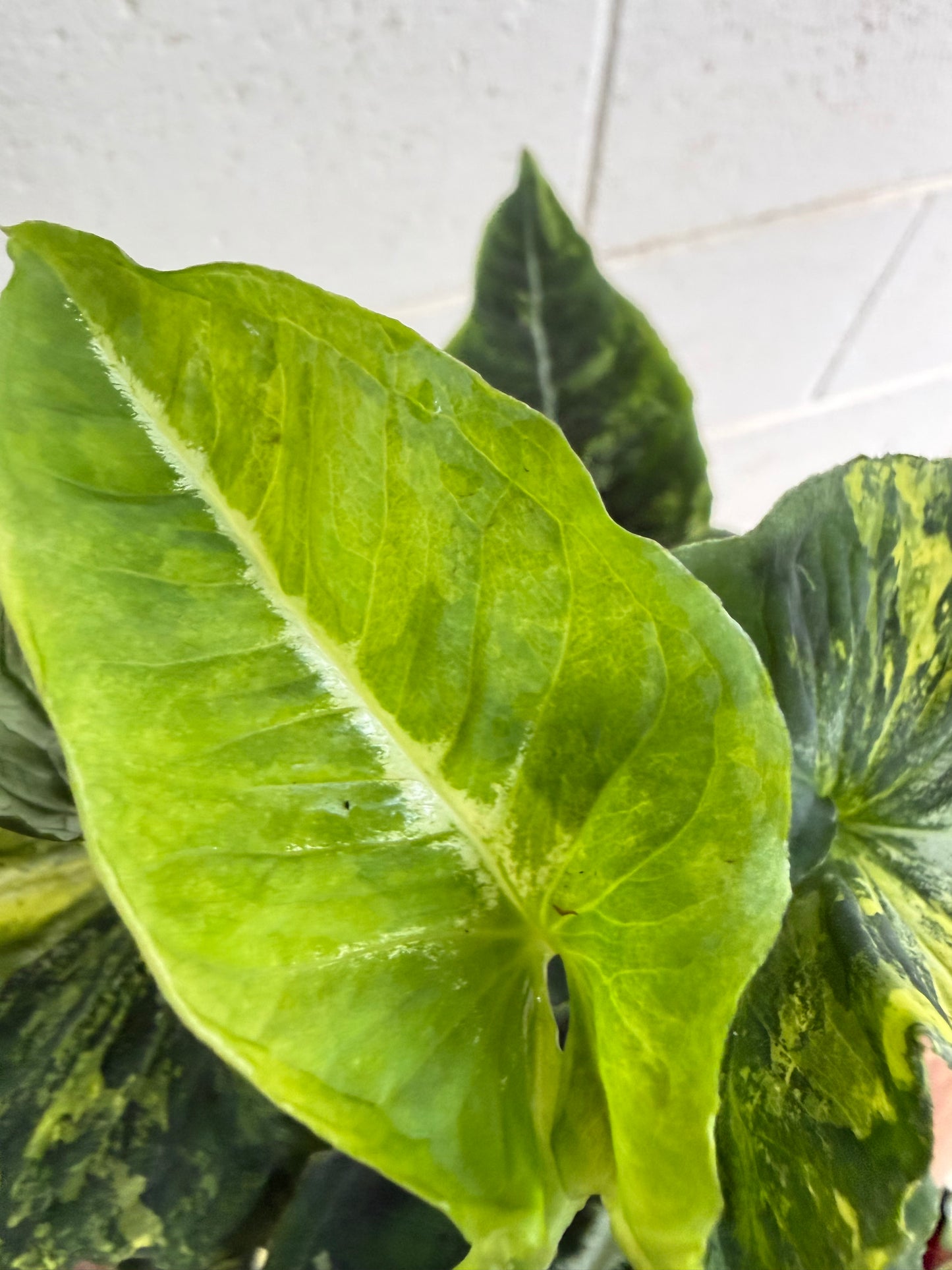 Syngonium Scrambled Eggs