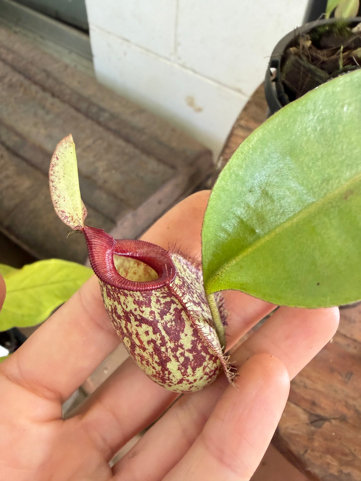 Nepenthes 'hookeriana' (Pitcher Plant 'hookeriana'), 100mm