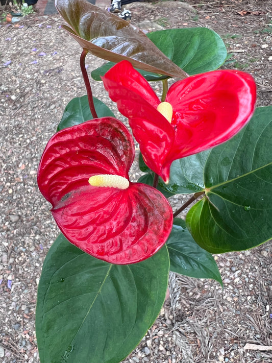 Flowering Anthurium, Red