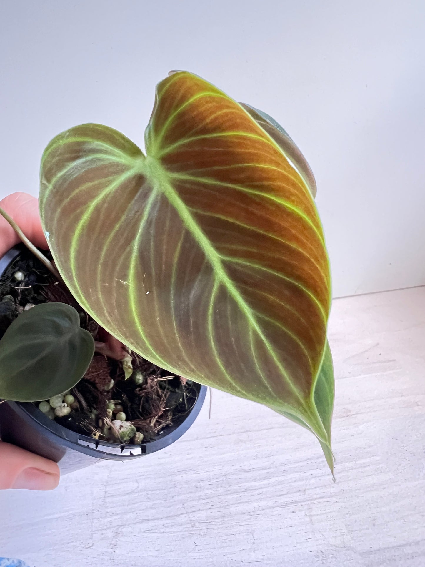 Philodendron Rubrijuvenile 'El Choco Red'