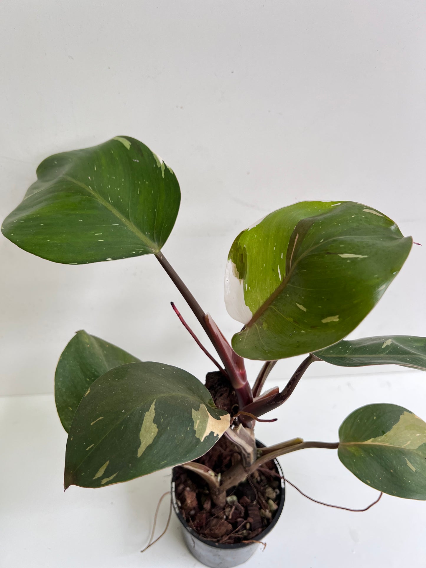 Philodendron Spartacus