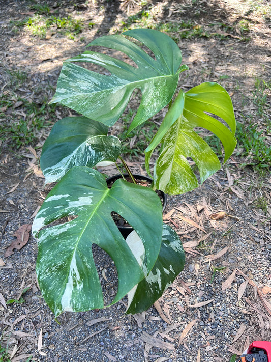 Monstera Borsigiana Albo U