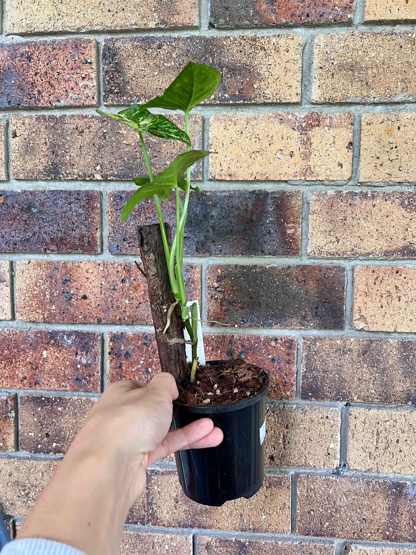 Syngonium Confetti Tricolor