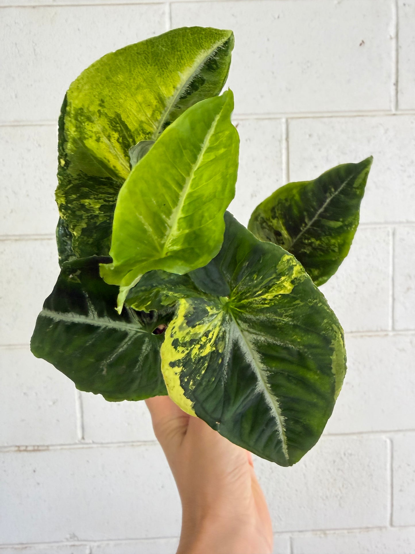 Syngonium Scrambled Eggs