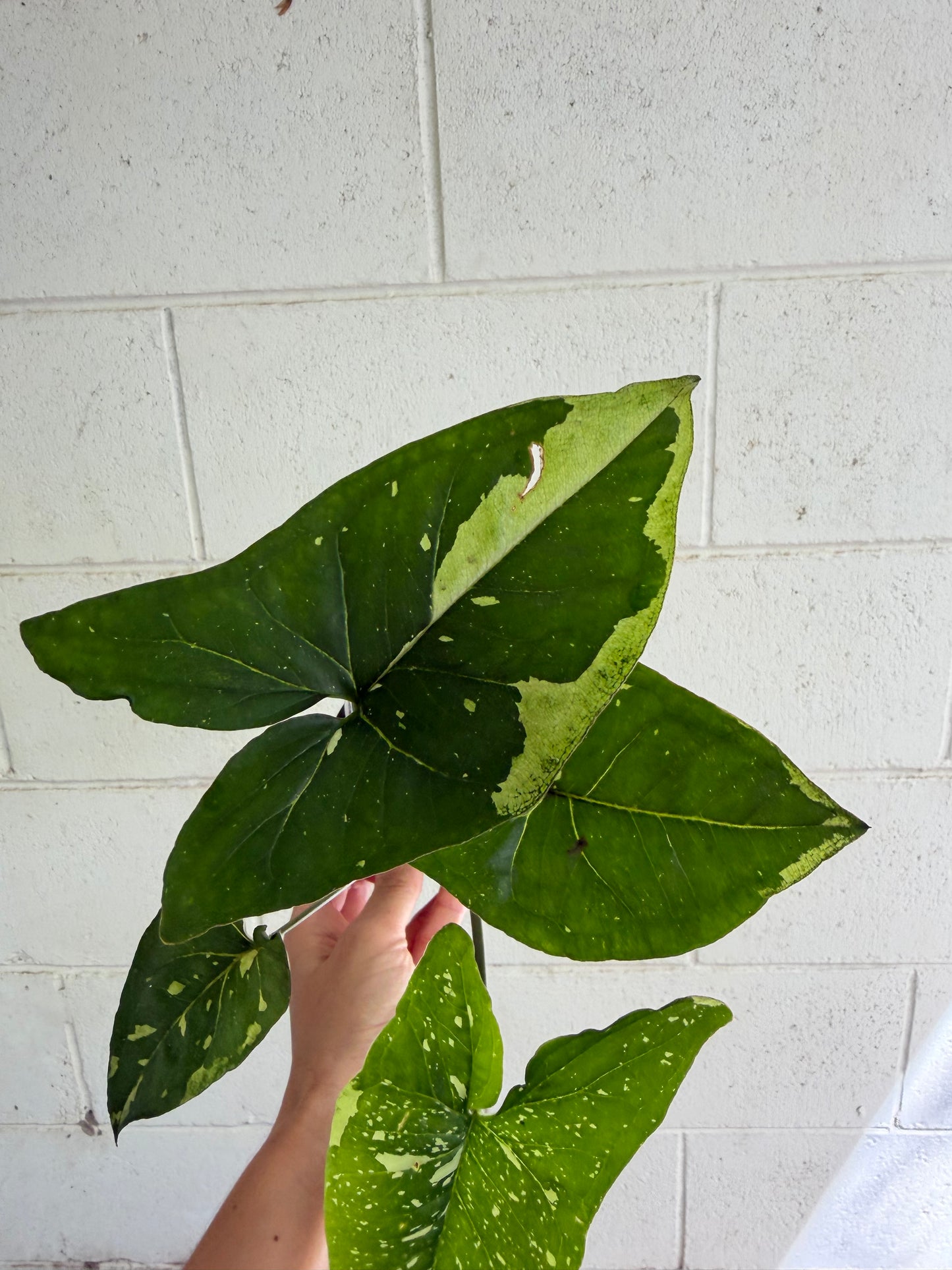 Syngonium Panda highly variegated. Houseplant & Indoor Plant Gifts Australia