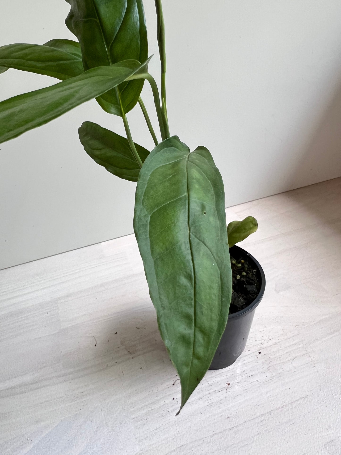 Monstera obliqua ‘Amazonas’