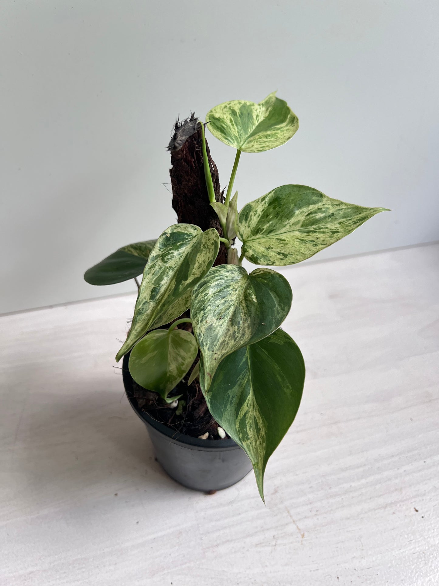 Philodendron Hederaceum Heart Leaf Variegated