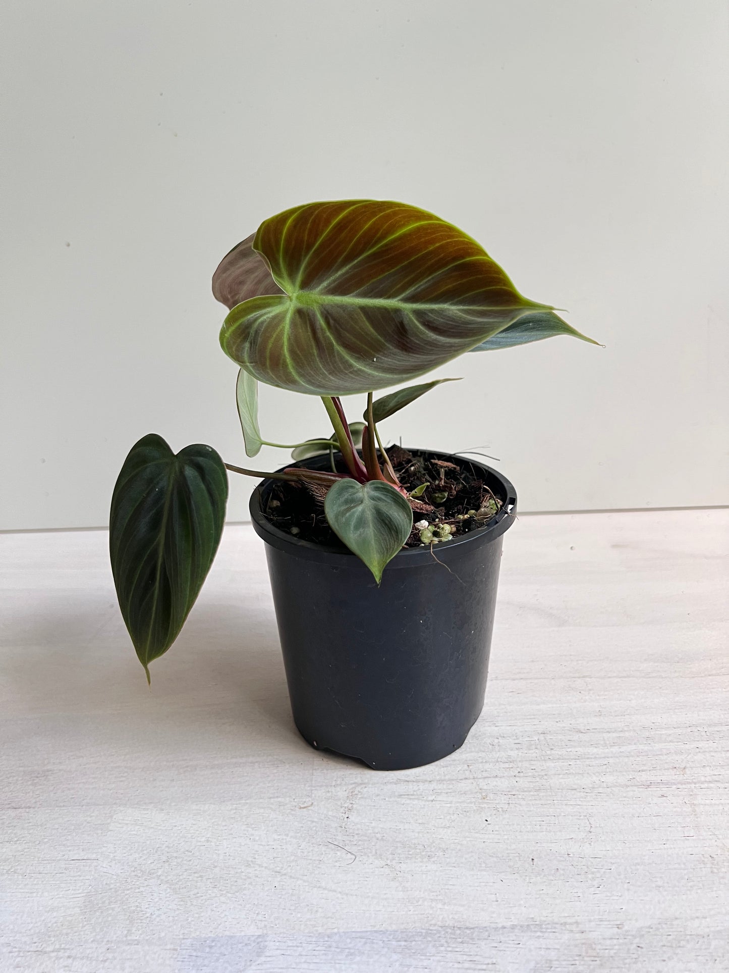 Philodendron Rubrijuvenile 'El Choco Red'