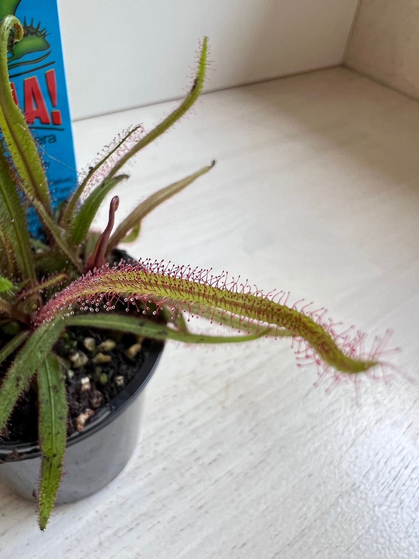 Drosera (Sundew) ‘Adelae’ - Australian Native