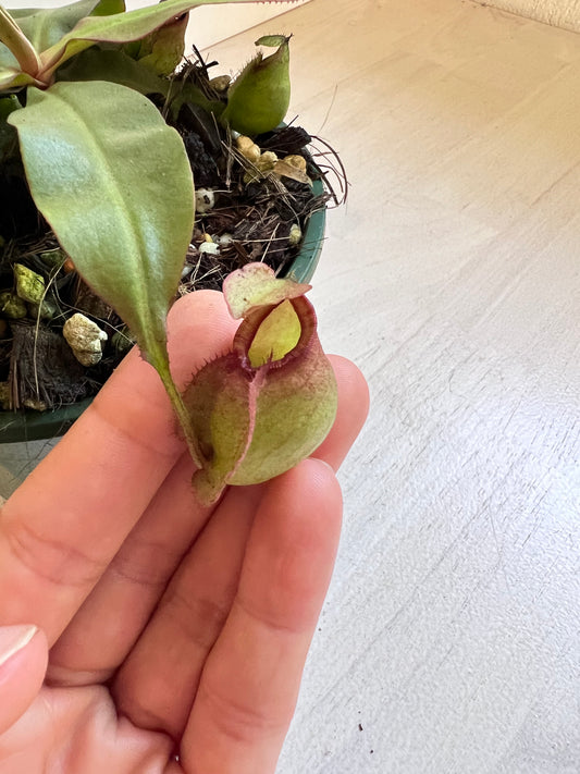 Nepenthes 'Rafflesiana x Viking ' (Pitcher Plant 'Rafflesiana x Viking’), 140mm