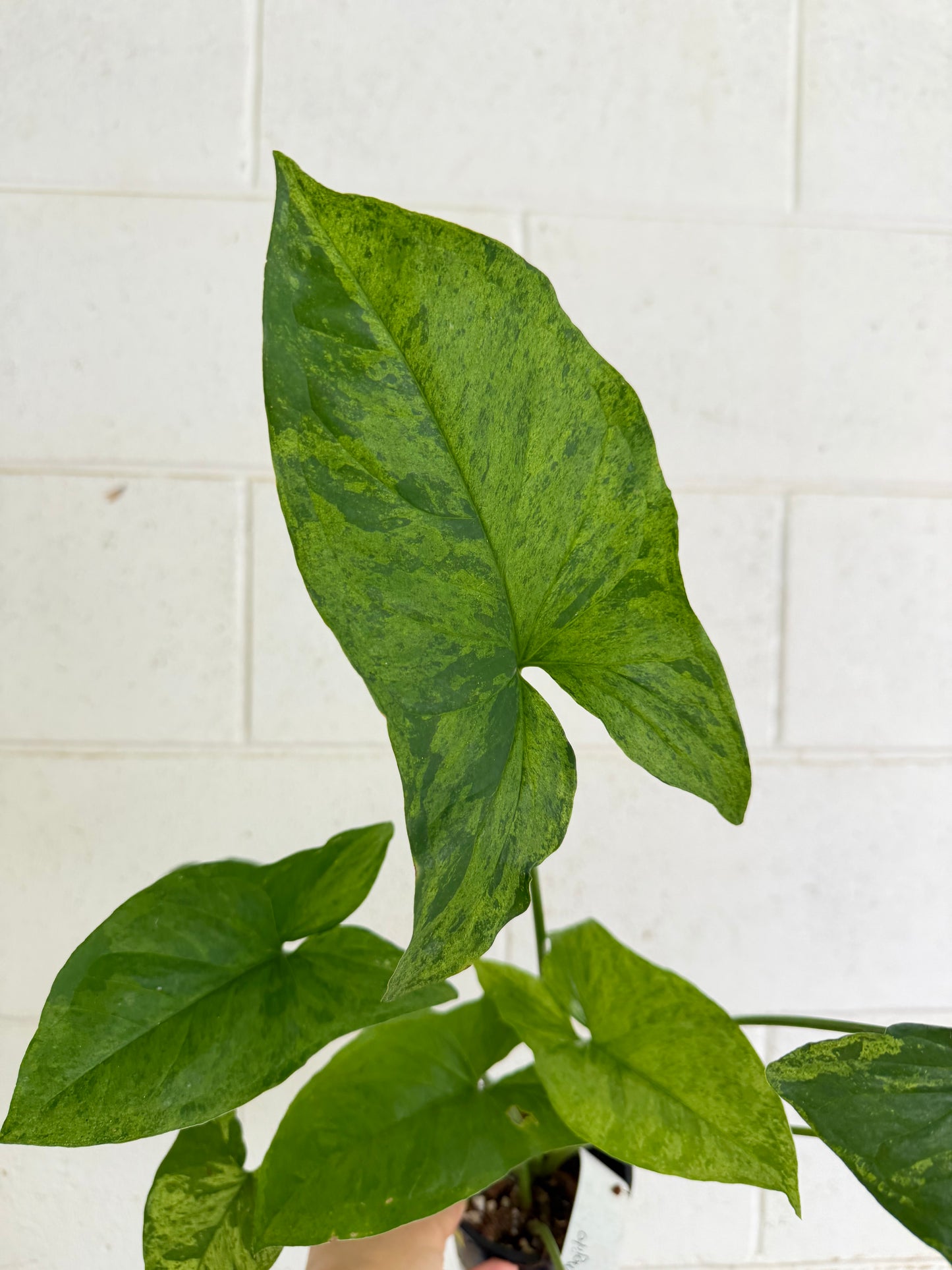 Syngonium Mojito