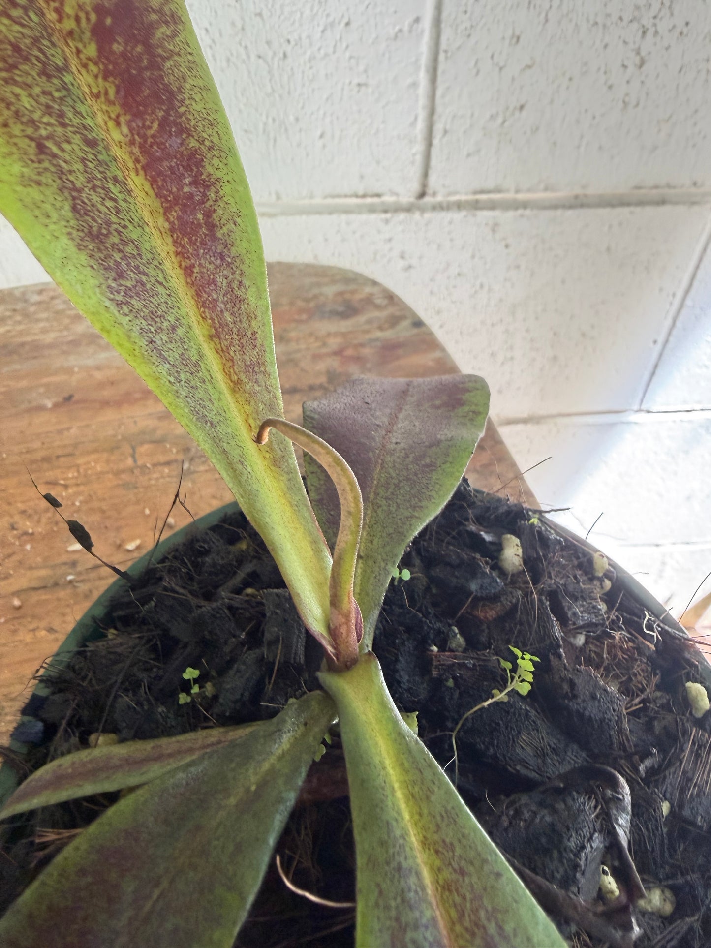 Nepenthes Ampullaria x Viking