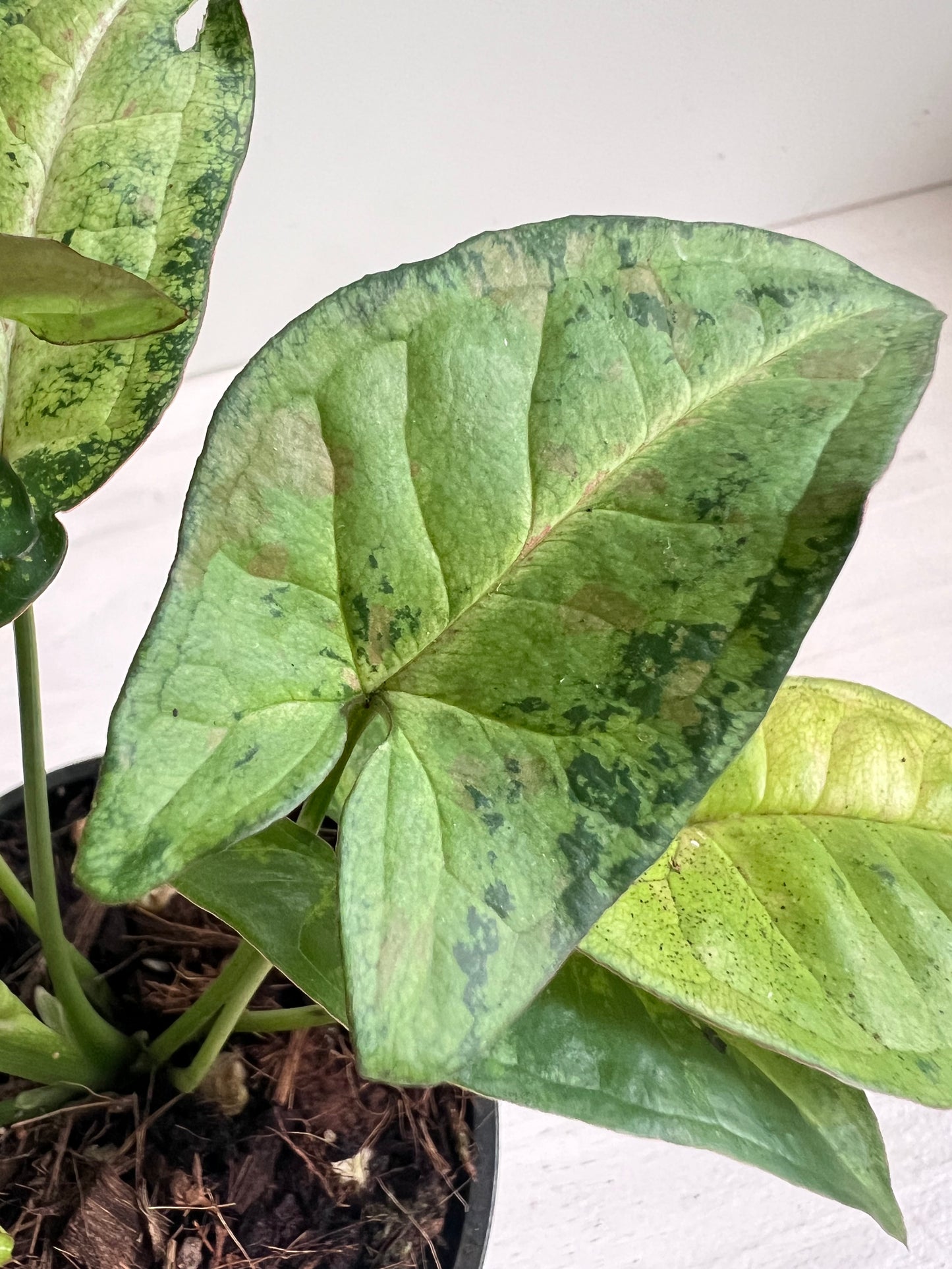 Syngonium Confetti Tricolour