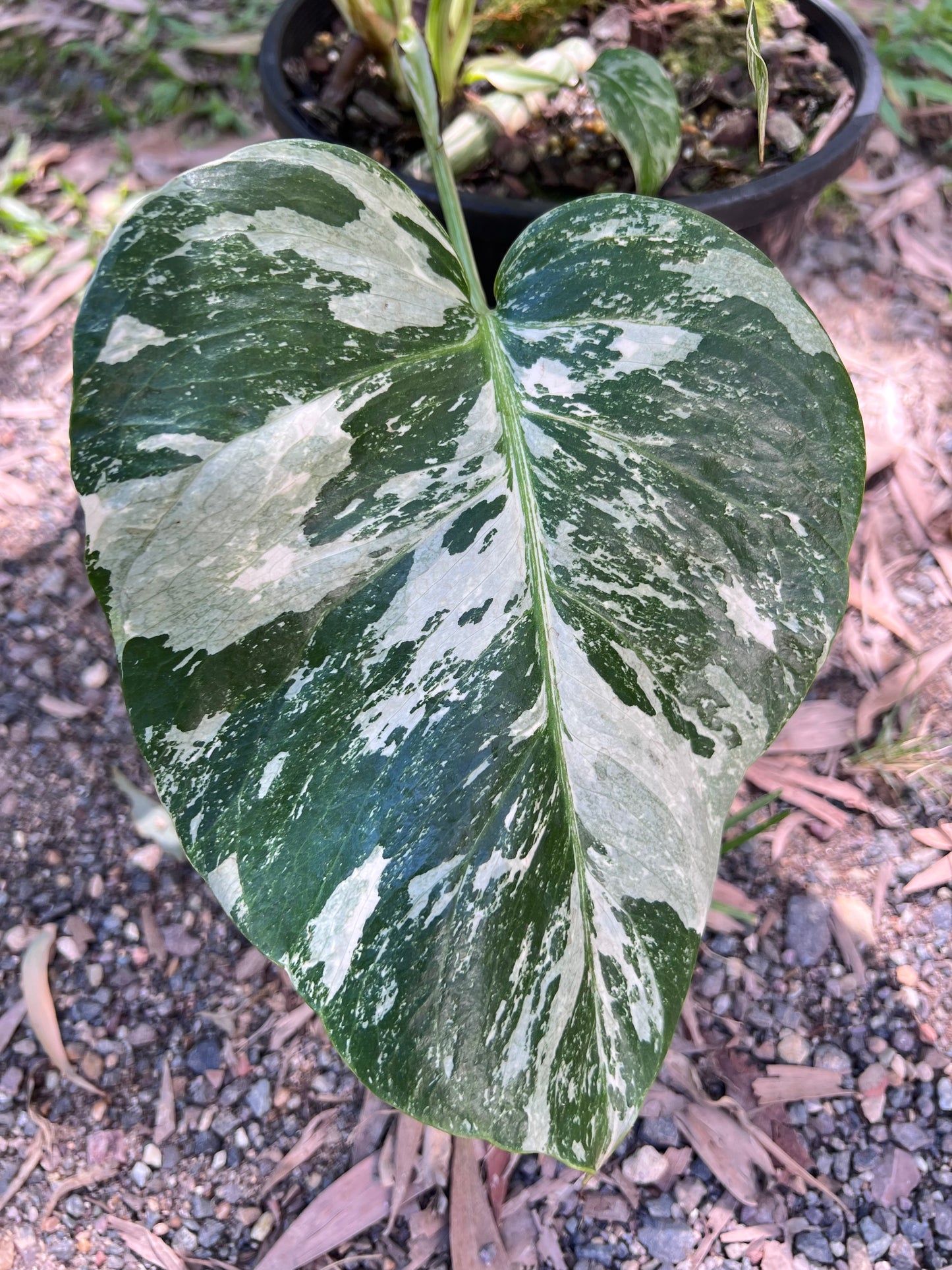 Monstera Borsigiana Albo P