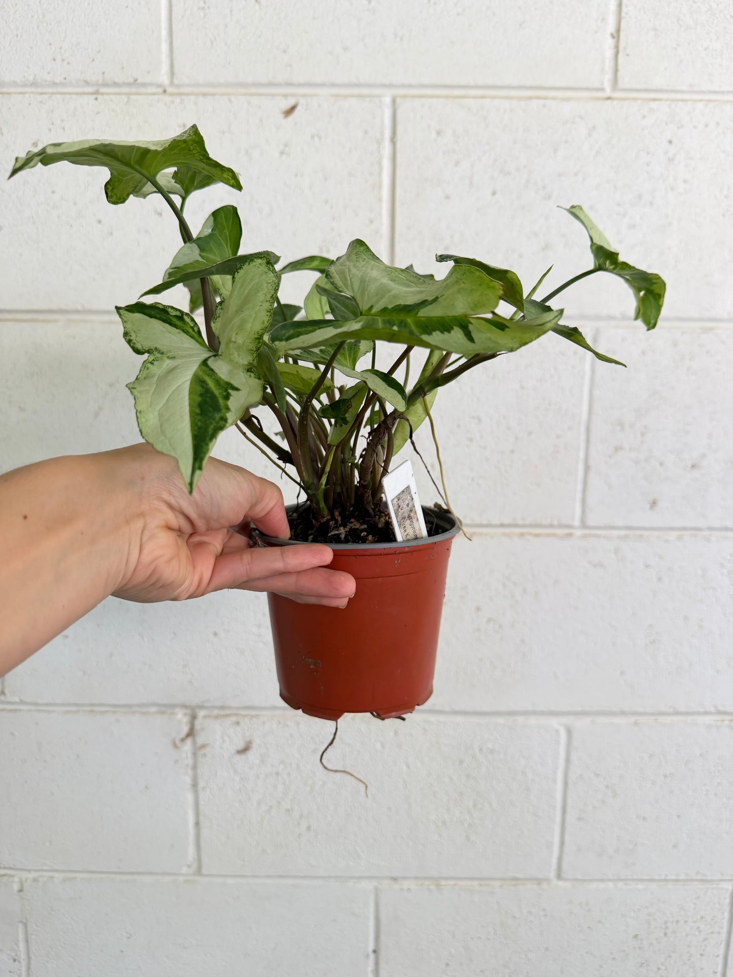 Syngonium Three Kings