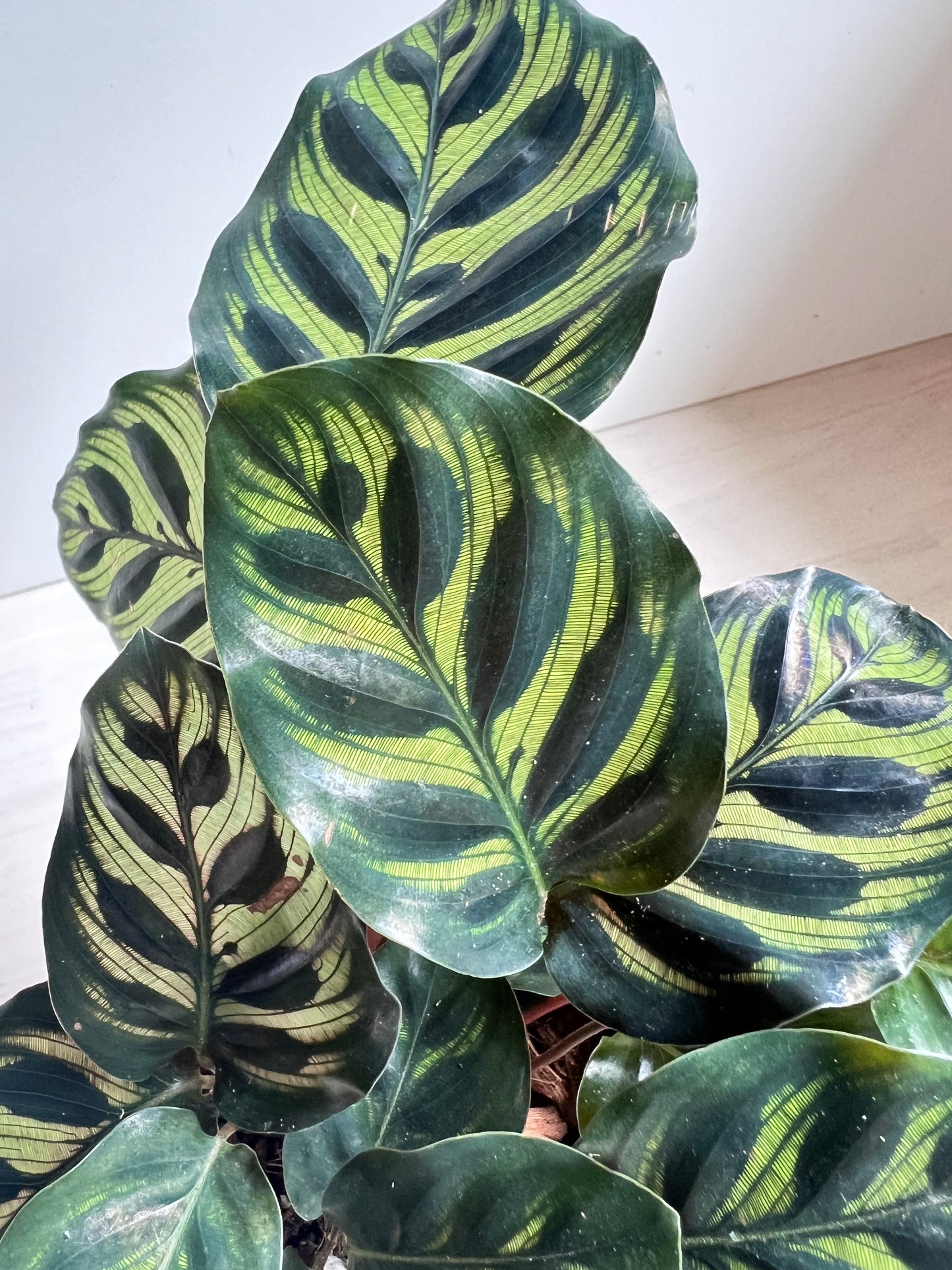 Calathea makoyana