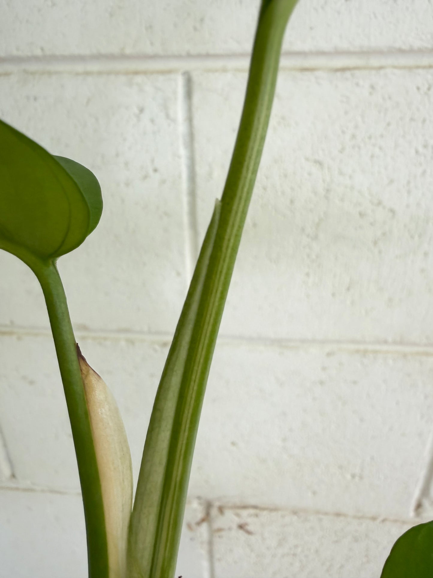 Rhaphidophora Tetrasperma