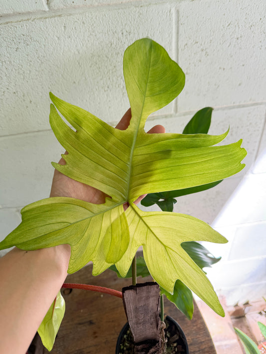 Philodendron Florida Ghost (non tc)