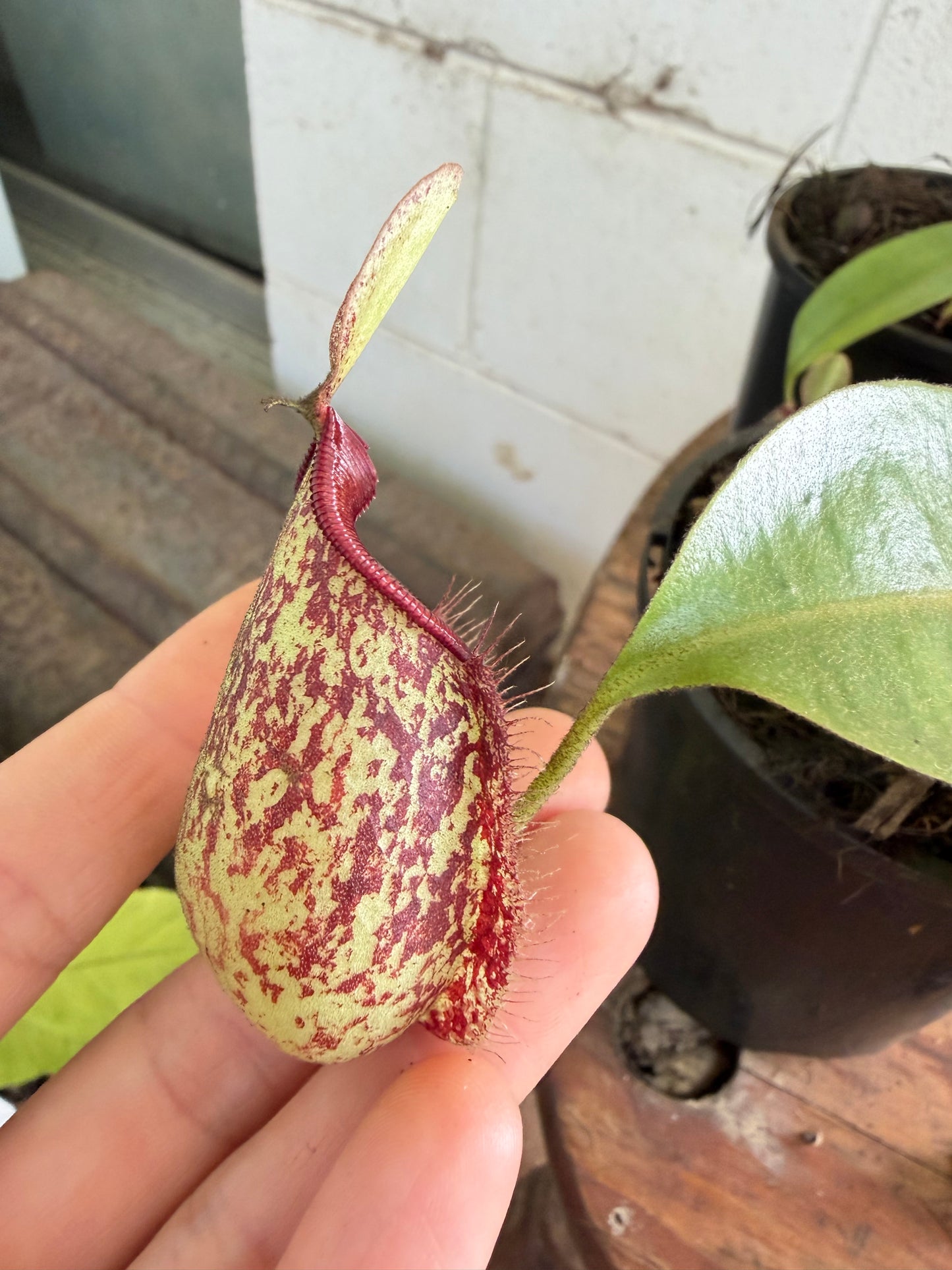 Nepenthes 'hookeriana' (Pitcher Plant 'hookeriana'), 100mm