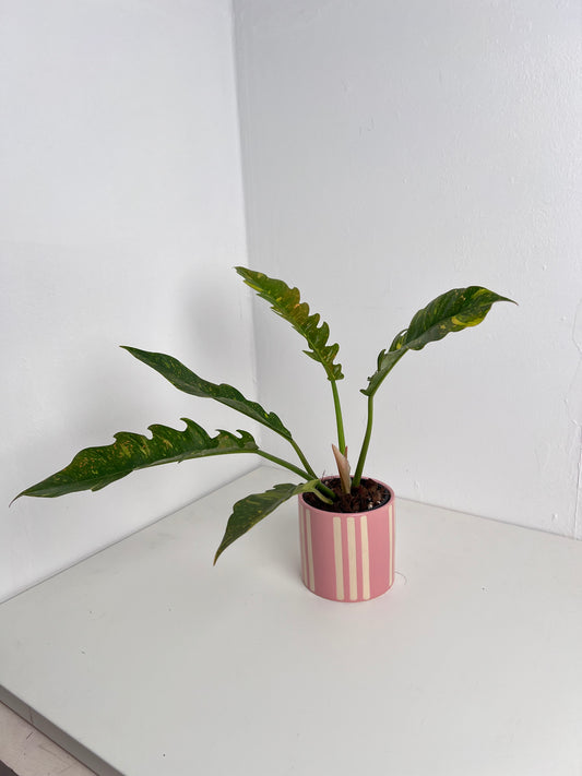 Philodendron Ring of Fire (medium size). Low Maintenance Houseplant. Indoor Plants Australia
