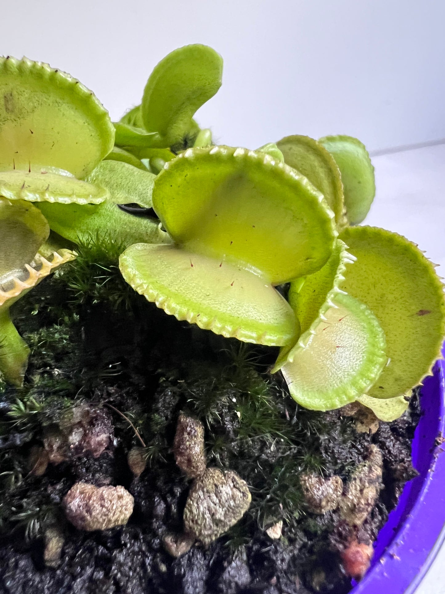 Venus Flytrap Coquillage